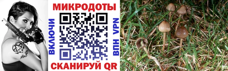 Галлюциногенные грибы прущие грибы  MEGA зеркало  Жердевка  что такое  